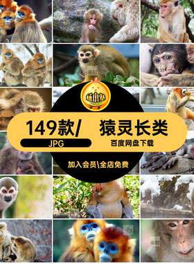 猴子猢狲猕猴狐猴猿灵长类野生动物抖音剪辑设计摄影JPG图片素