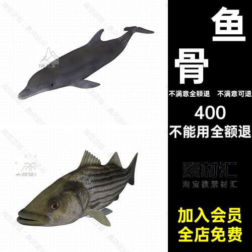 鳗鱼骨骼海洋鱼带动画三维模型鲈鱼FBX海豚3DC4D绑定鲈鱼3D海洋