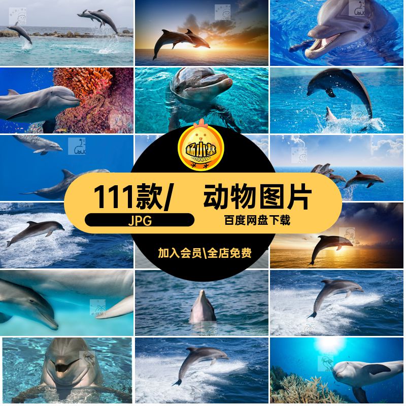 高清动物生物海豚海洋齿鲸动物美工设计合成JPG图片背景海报素材