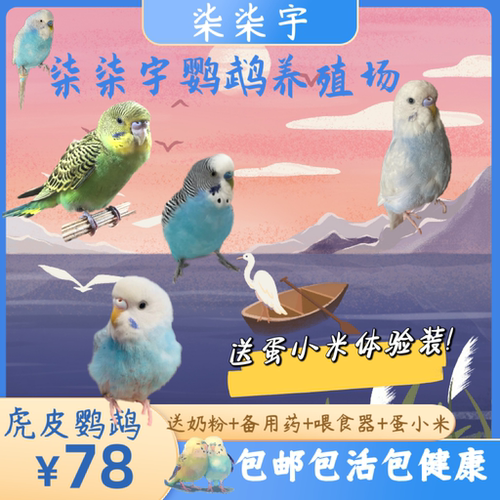 虎皮