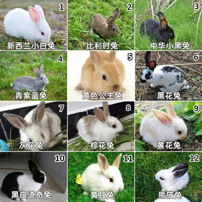 小兔子活物宠物兔崽大兔子成年兔种兔苗大型繁殖家养兔多品种可挑