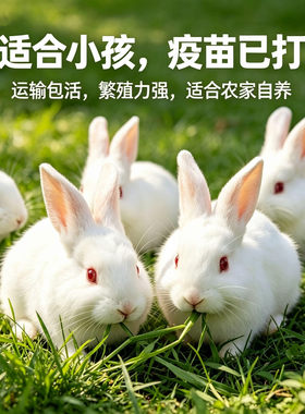 兔子活物肉兔大种兔幼崽