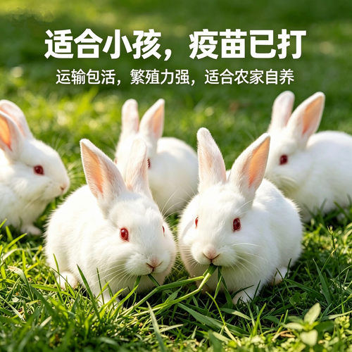 兔子活物肉兔大种兔幼崽