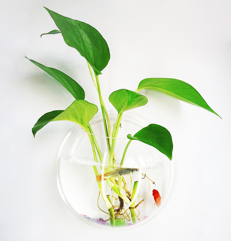 墙上水培花盆特色家居装饰