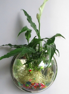 水培常青藤花瓶花卉仿真立体亚克力墙贴园艺绿植水养盆栽壁挂装 饰