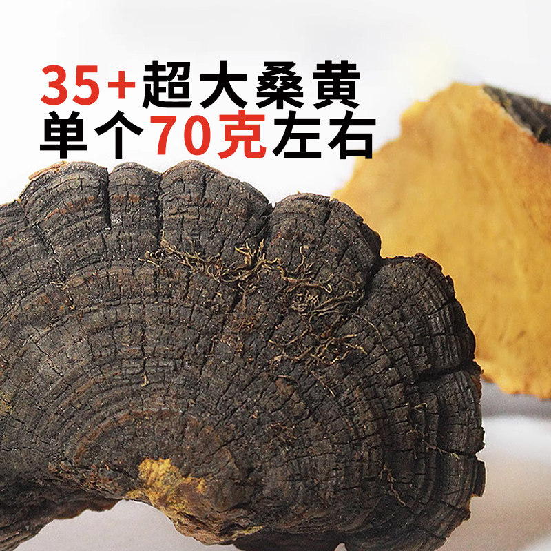 西藏正宗桑黄整朵特产 正品金边灵芝整枝特大桑树桑黄旗舰店