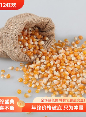 农家自种玉米粒喂鸡鸭鹅鸽子家禽动物饲料钓鱼打窝干苞米小麦稻子