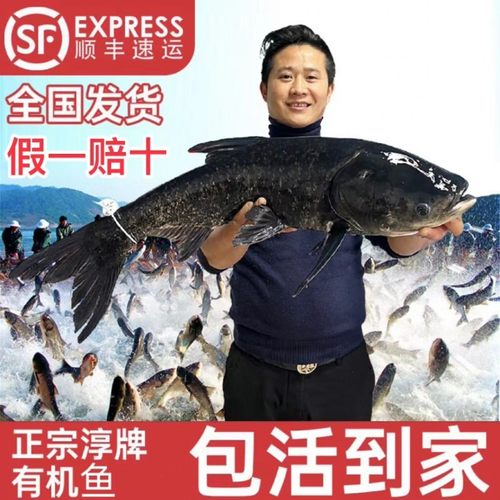 官方认证千岛湖淳牌有机活鱼正宗大头鱼鲢鱼鳙鱼包头鱼大胖头鱼 - 封面
