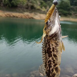 正宗千岛湖鳜鱼圆桶桂鱼湖里打捞鲜活斑鳜虎斑鳜老虎鱼淡水熬花鱼