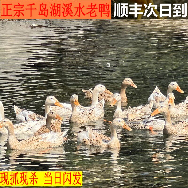 老鸭 4年以上散养活鸭现杀正宗千岛湖农家溪水老鸭新鲜麻鸭土鸭