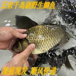 正宗千岛湖淡水鲫鱼鲜活现捕现发孕妇下奶神奇活鱼现杀顺丰快递