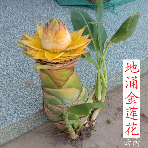 花 云南 地涌金莲花 金莲花苗 金连荷花 包活  多肉 花卉 花苗