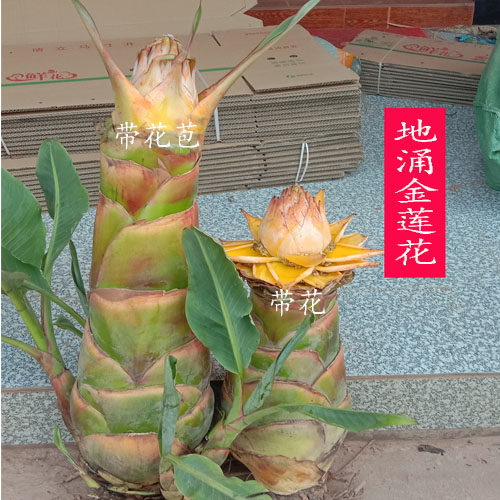地涌金莲花  带花苞 云南特产 金莲花苗 金连荷花   盆栽 花卉 花
