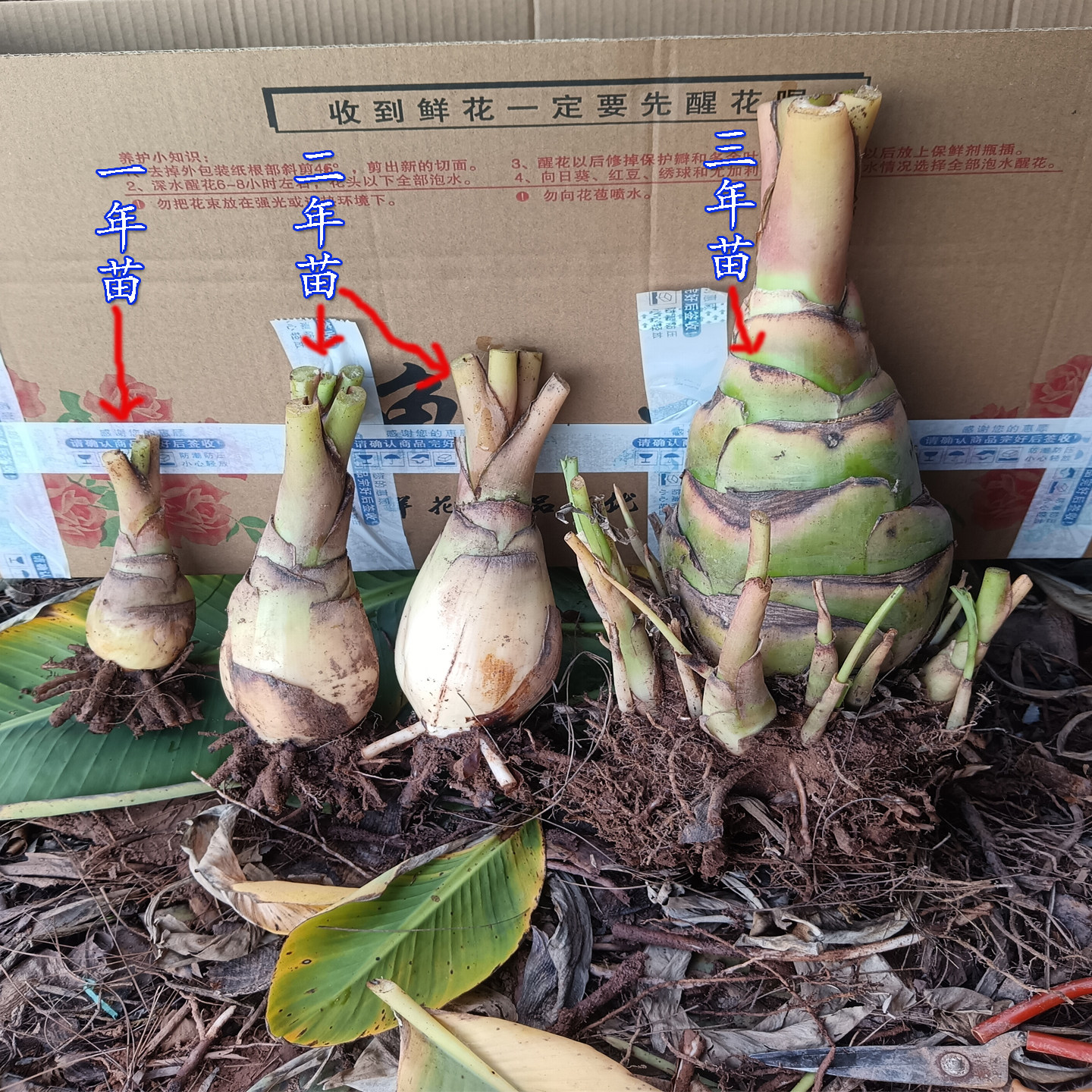 地涌金莲花带花苞金莲花花卉花苗多肉云南特产