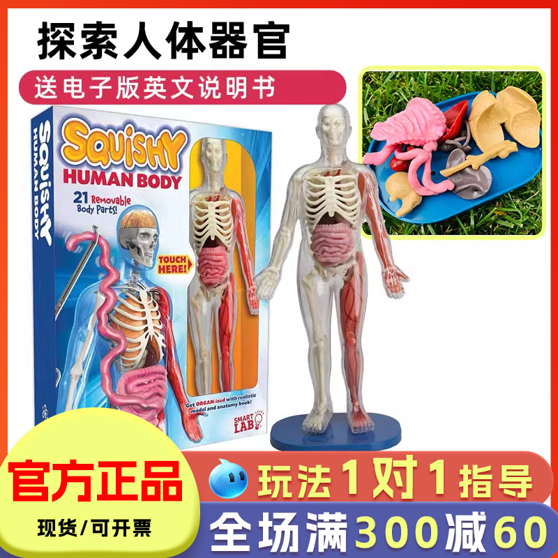 smartlab人体解剖模型