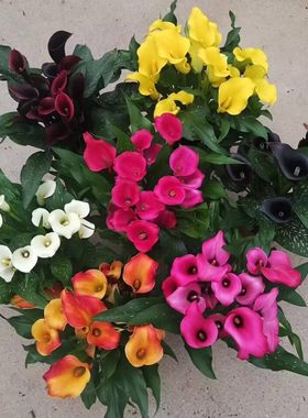 彩色马蹄莲四季开花好养