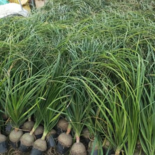 酒瓶兰盆栽桌面植物趣味水培绿植净化空气耐寒耐旱花卉微景观盆景