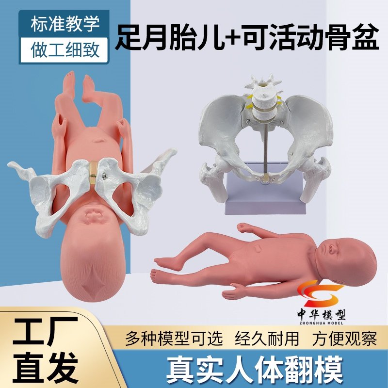 蓝蝶模型女性骨盆妊娠演示教具
