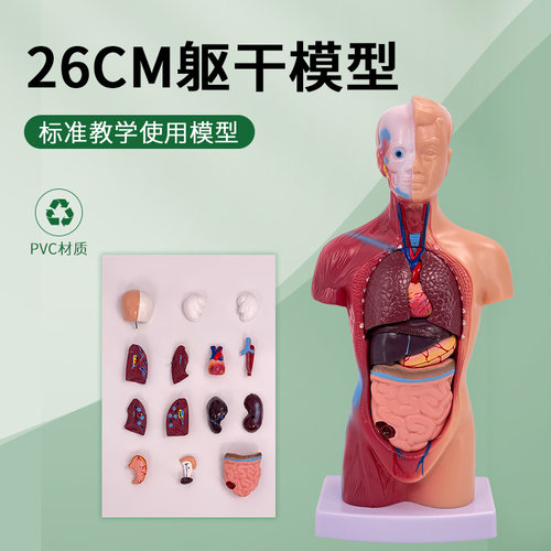 蓝蝶模型人体躯干解剖教学