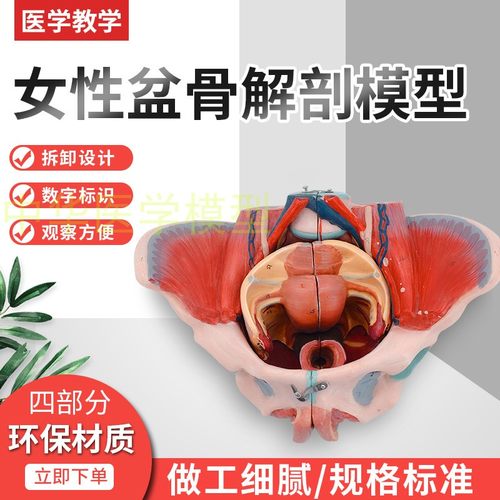 蓝蝶模型女性骨盆生殖解剖教具