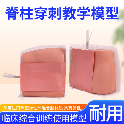 中华脊柱穿刺模型教学