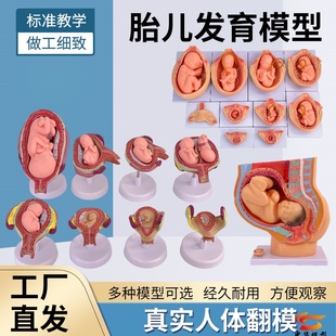 妇产科 女性盆腔附足月胎儿模型 妊娠发育九个月胎儿子宫生殖模型