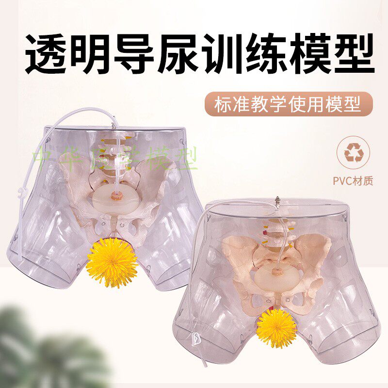 蓝蝶模型人体模型透明导尿教学