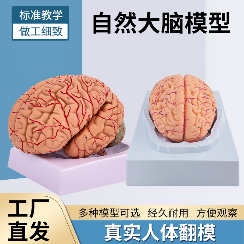 蓝蝶模型人体大脑解剖教学