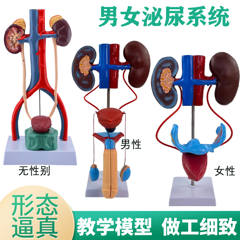 蓝蝶模型人体泌尿系统解剖教学