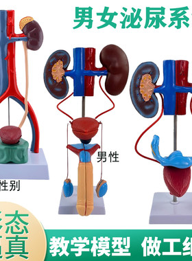 蓝蝶模型人体泌尿系统解剖教学