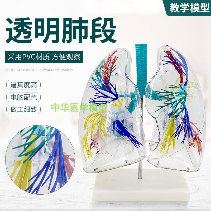 肺模型透明肺段解剖模型左右两肺