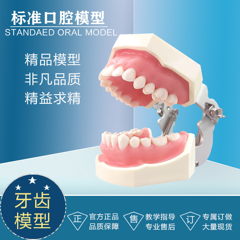 模型标准口腔模型中华教学