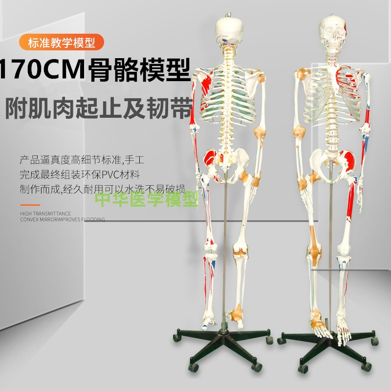 人体骨骼标本价格 人体骨骼标本图片 星期三