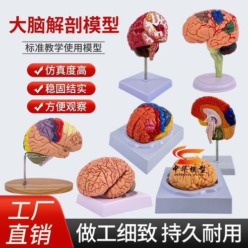 蓝蝶模型脑神经动脉功能分区教学