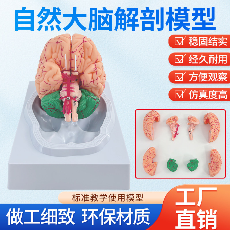 蓝蝶模型人体大脑解剖教学