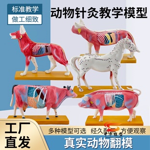 狗体针灸模型 动物针灸模型 狗穴位模型 猫猪马解剖标本 中医针灸