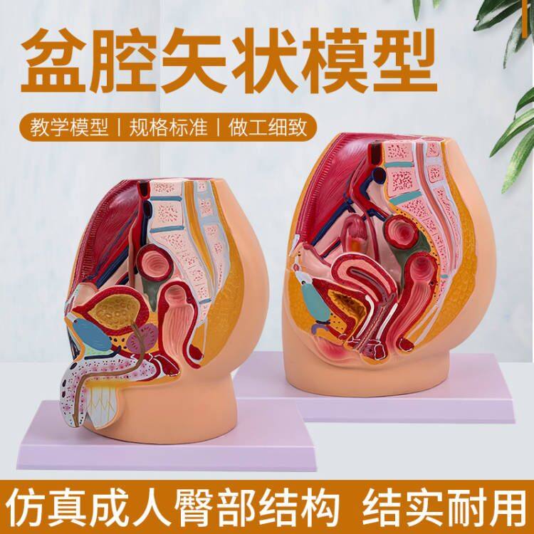 男性生殖器盆腔切面解剖模型