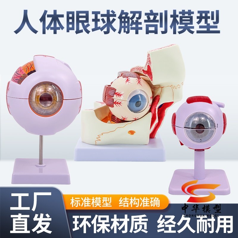 蓝蝶模型人体眼球眼球教学