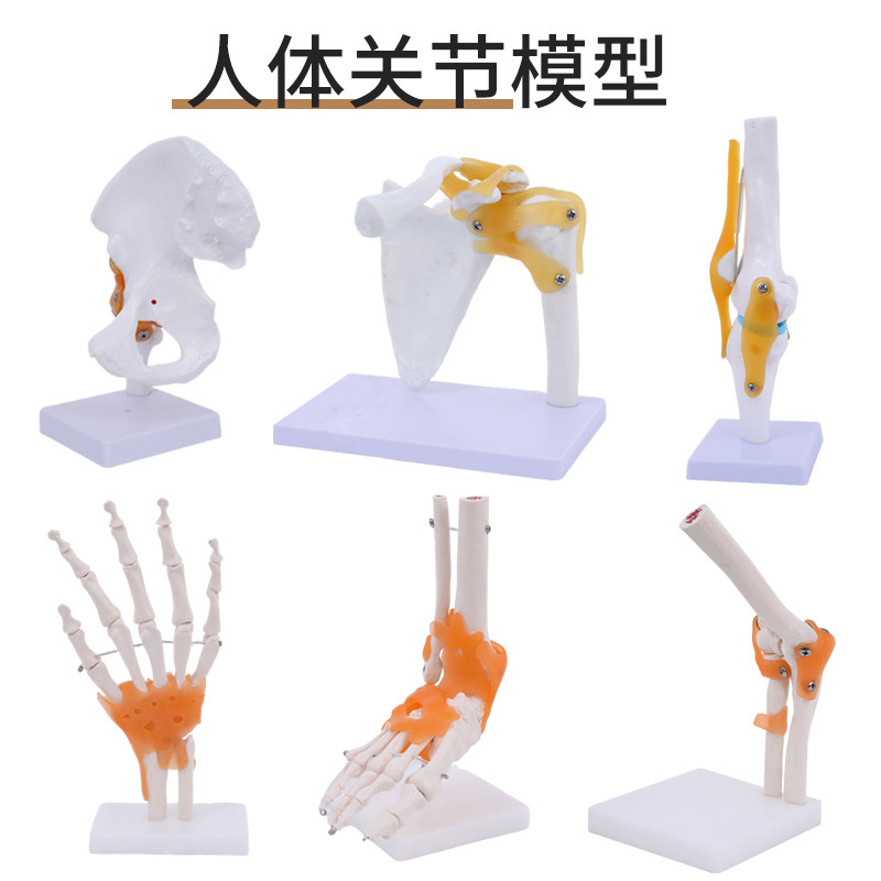 人体膝关节功能模型肩关节肘关节手关节脚关节髋关节可动骨骼模型