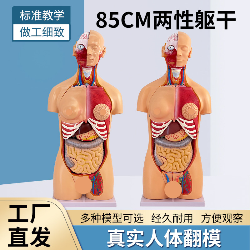 蓝蝶模型人体器官23部件躯干教学