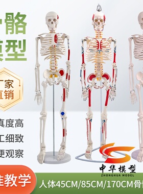 85cm180cm人体骨骼模型骨架可拆卸 人体脊柱模型仿真小白骷髅标本