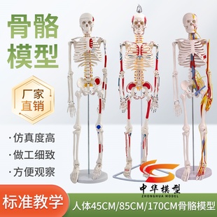 85cm180cm人体骨骼模型骨架可拆卸 人体脊柱模型仿真小白骷髅标本