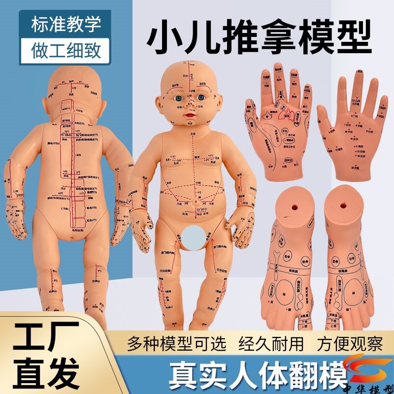 小儿推拿按摩中华人体模型教具
