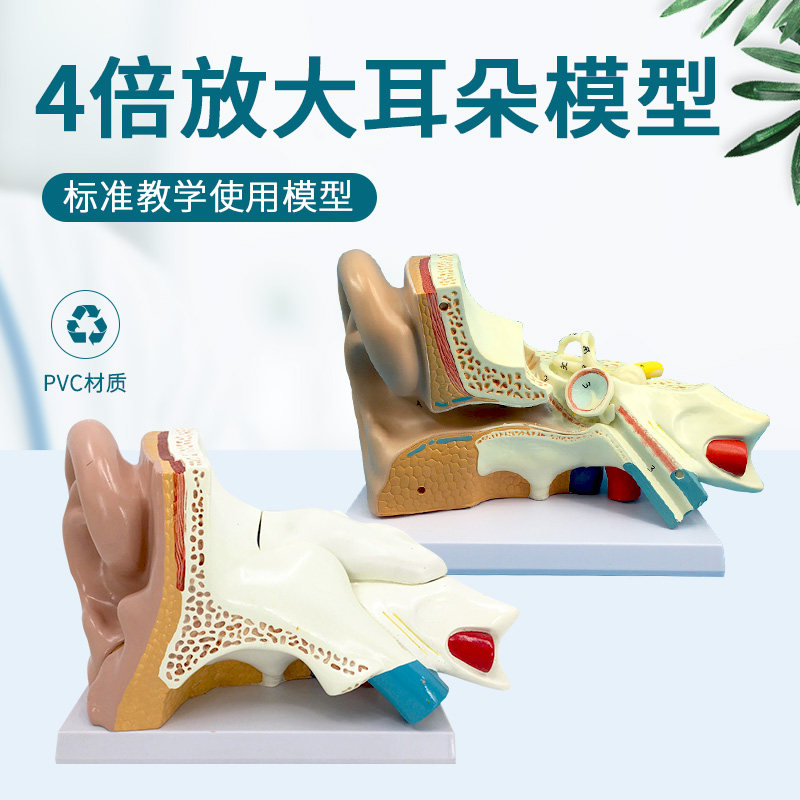 耳解剖放大模型生物教学人体大耳朵构造幼儿园科学实验室教学仪器