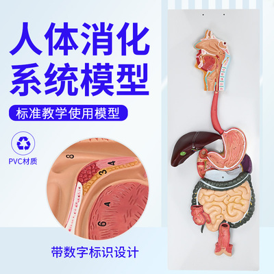 人体消化系统模型消化道胃冠状剖F面鼻咽喉大小肠胃解剖模型