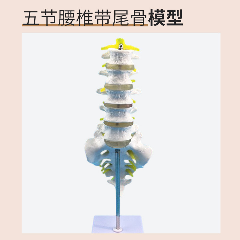 椎间盘五节腰椎模型中华