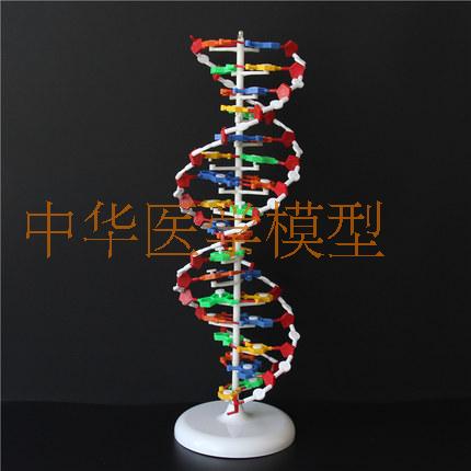 DNA结构模型大号双螺旋结构