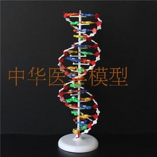 33306  DNA结构模型 大号双螺旋结构 高中生物教学仪器