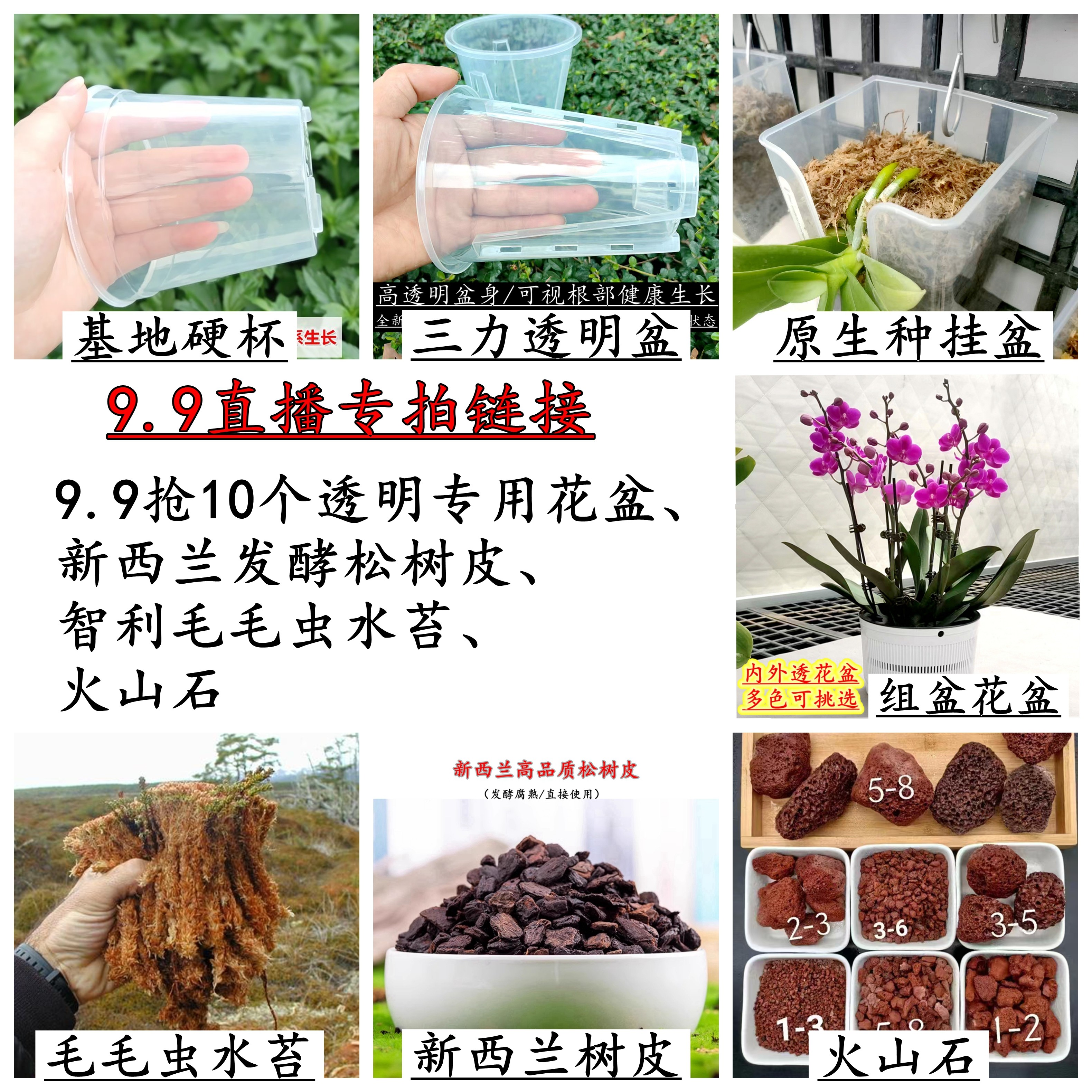 9.9【直播】蝴蝶兰原透明原生种壁挂花盆毛毛虫水苔新西兰树皮