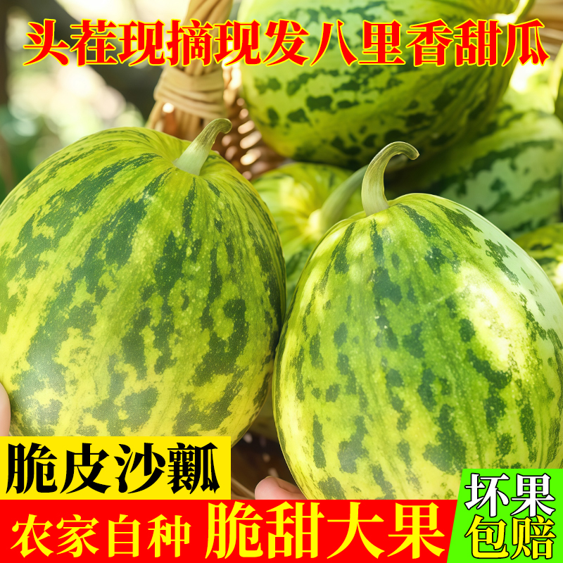 东北香瓜当天新鲜现摘吉林农家香脆甜坏瓜包赔大地八里香陆地甜瓜